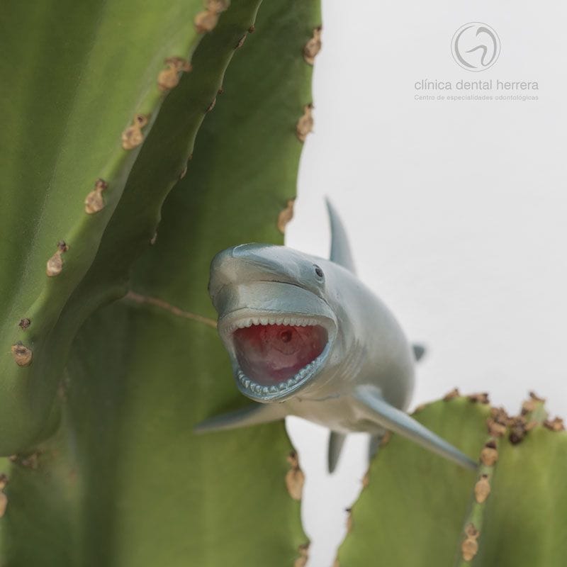 diente-de-tiburon